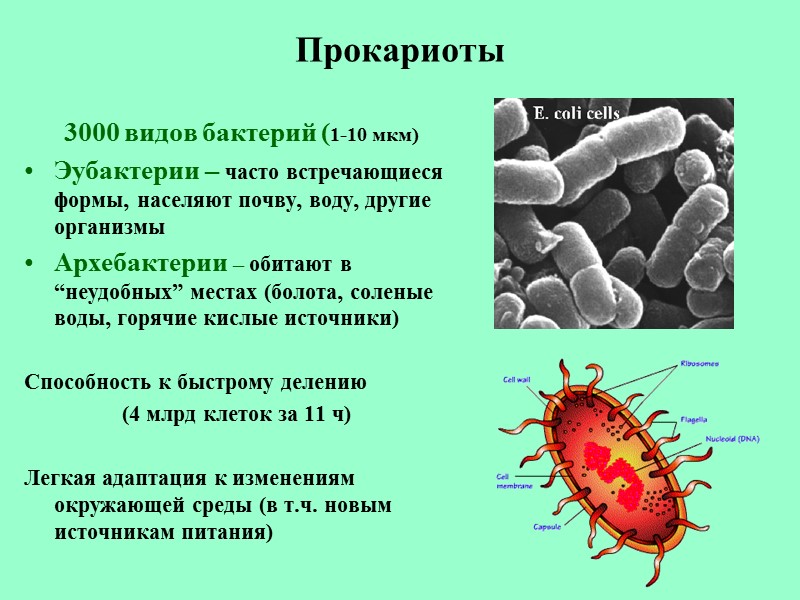 Прокариоты       3000 видов бактерий (1-10 мкм) Эубактерии –
